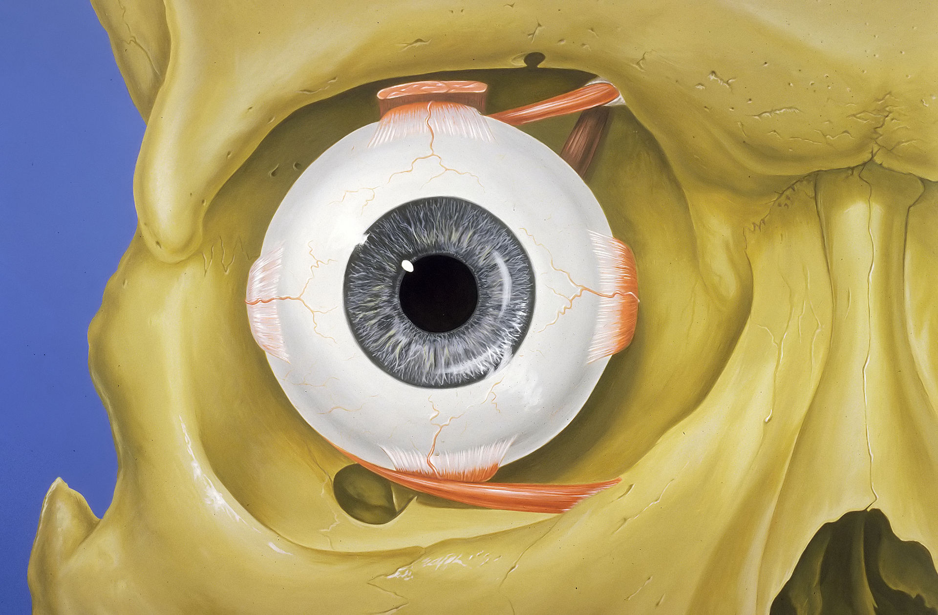 De Patrick J. Lynch, medical illustrator - Patrick J. Lynch, medical illustrator, CC BY 2.5, https://commons.wikimedia.org/w/index.php?curid=1485875